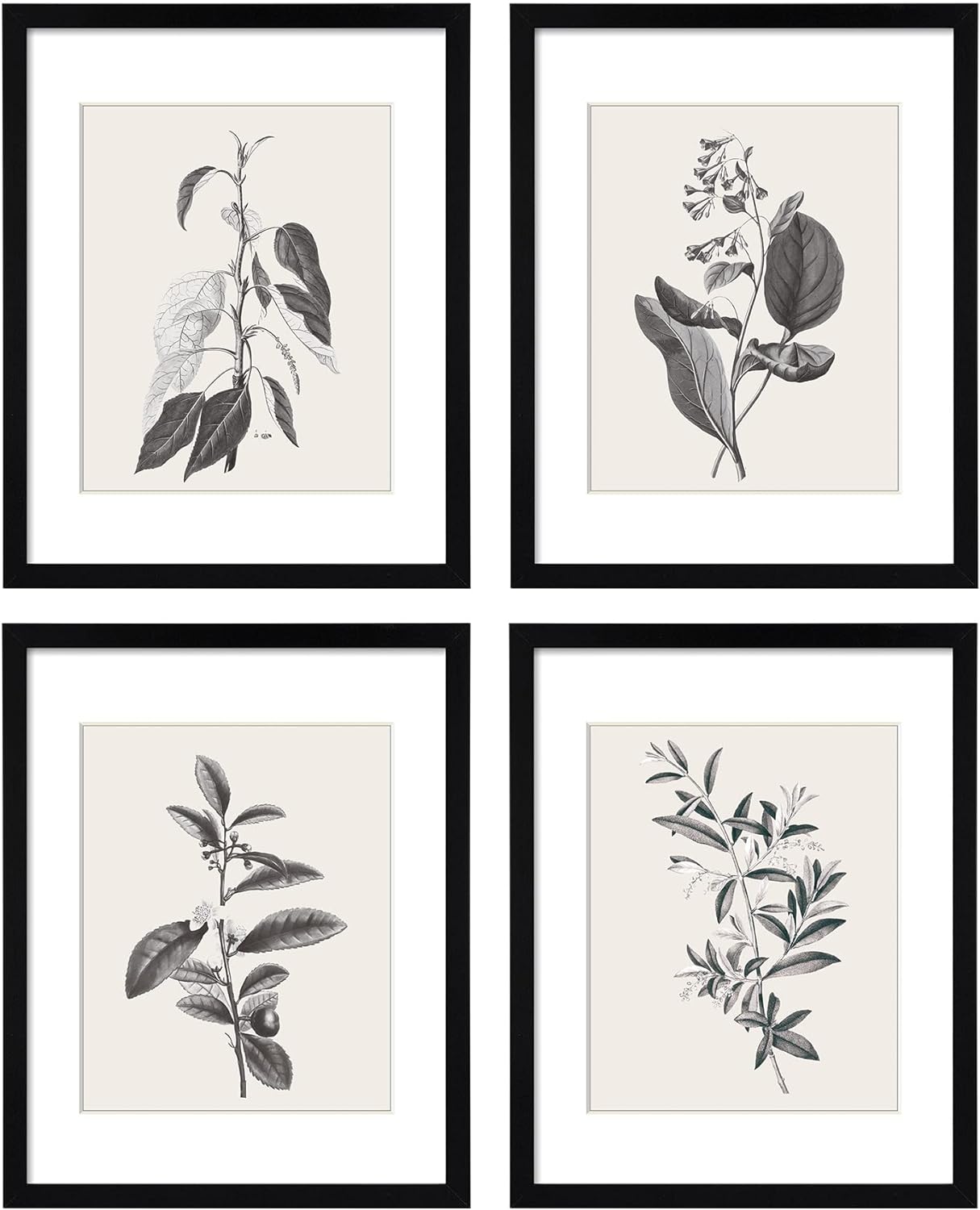 ArtbyHannah 11x14 Inch Framed Botanical Wall Art with Black Frames and Plant Prints for Home Decoration, Gallery Wall Set of 4 with Extra Print Set