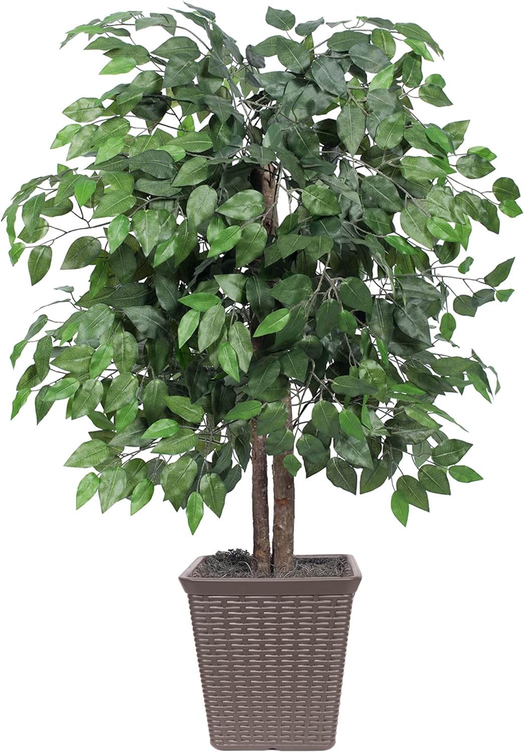 This ficus tree is perfect for the space in my living room! It was packaged well and arrived on time. I had searched quite a few stores for a plant like this but wasn't satisfied with how real the other ones looked. I am very happy with this one and would purchase again.